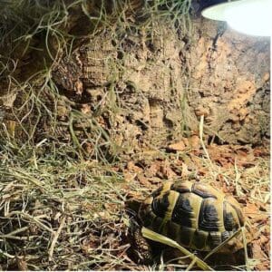 Tło do terrarium z kory dębu 30/60cm