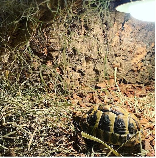 Tło do terrarium z kory dębu 30/60cm
