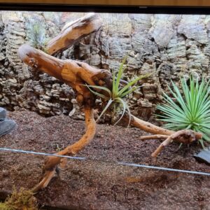 profesjonalne terrarium dla żółwia lądowego