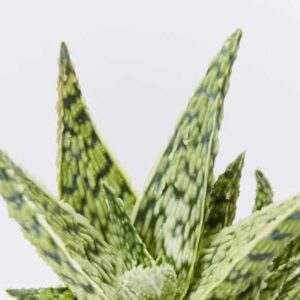 sukulent haworthia