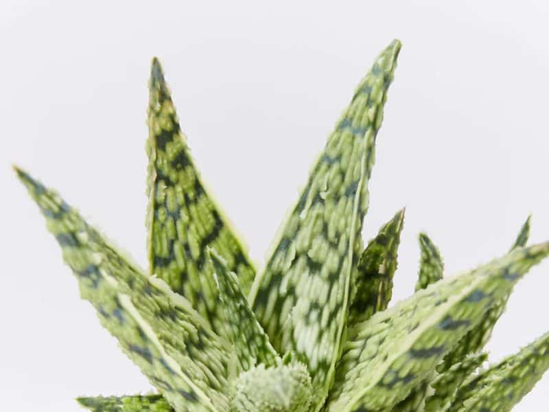 sukulent haworthia