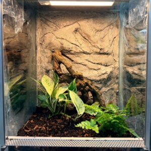 terrarium 40x40x60 dla gekona orzęsionego