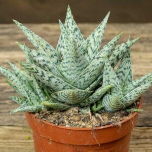sukulent haworthia