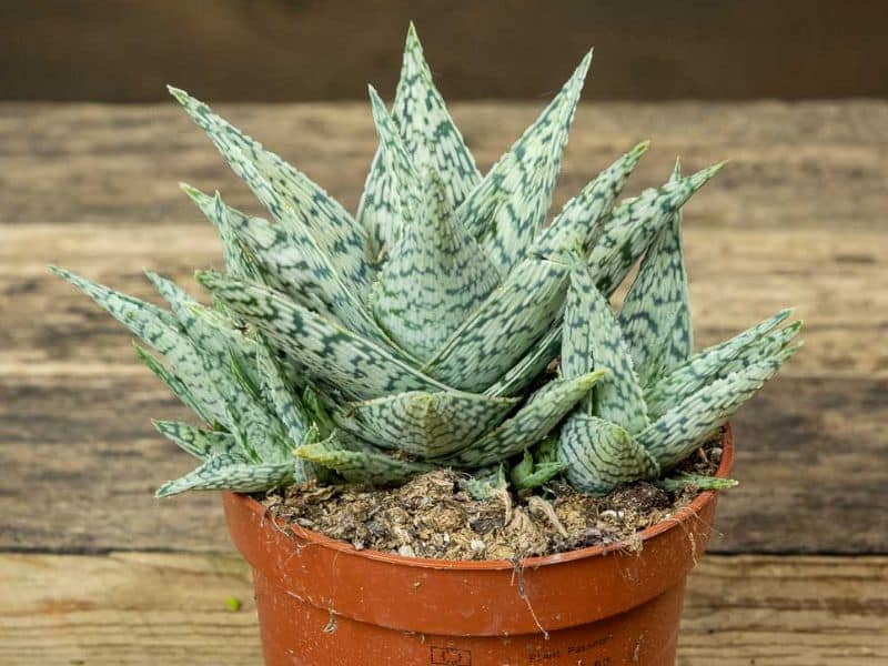 sukulent haworthia