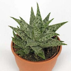 Sukulent  Aloe Doran Black roślina do terrarium dla gadów pustynnych Nadaje się idealnie w terrariach z obecnością