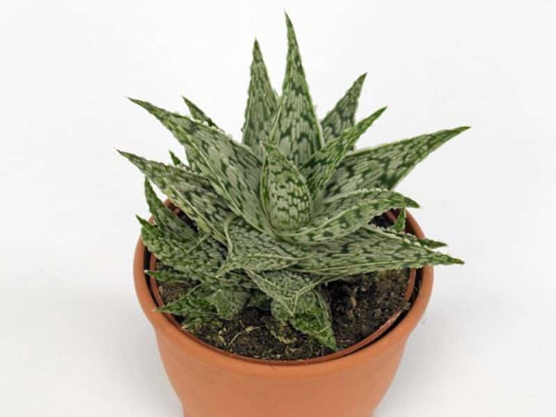 Sukulent  Aloe Doran Black roślina do terrarium dla gadów pustynnych Nadaje się idealnie w terrariach z obecnością