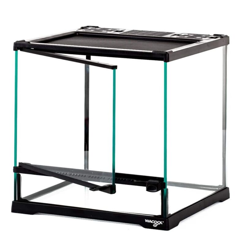 terrarium dla rzekotki drzewnej