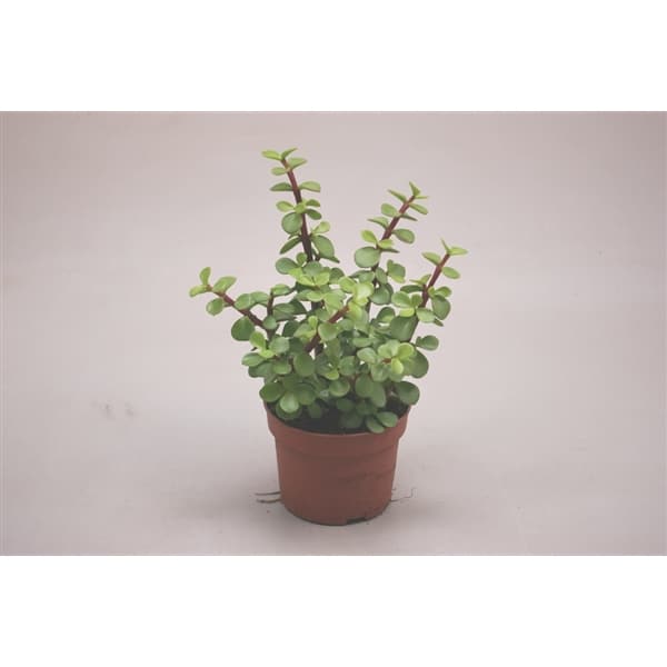 Sukulent Portulacaria Afra roślina do terrarium dla gadów