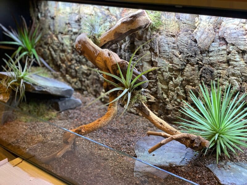 Sukulent Portulacaria Afra roślina do terrarium dla gadów