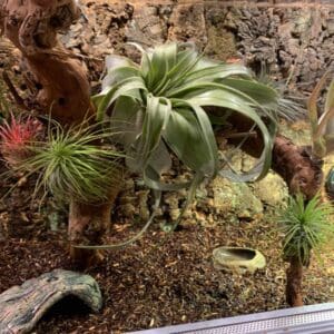 Tło do terrarium z kory dębu 30/60cm