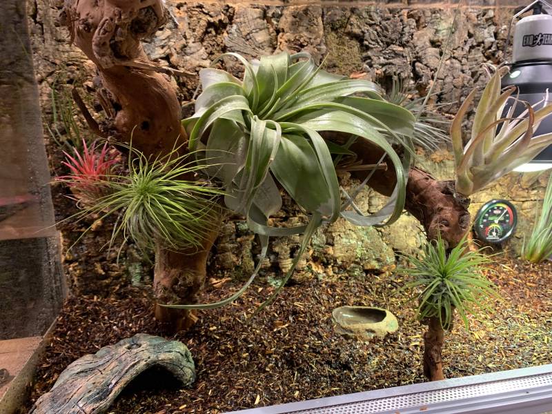 Tło do terrarium z kory dębu 30/60cm