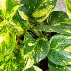 rośliny do terrarium Epipremnum Scindapsus Hicolor roślina do terrariów tropikalnych dla gadów