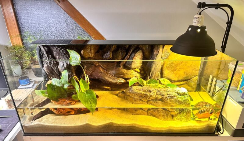 Terrarium dla żółwia wodno-lądowego