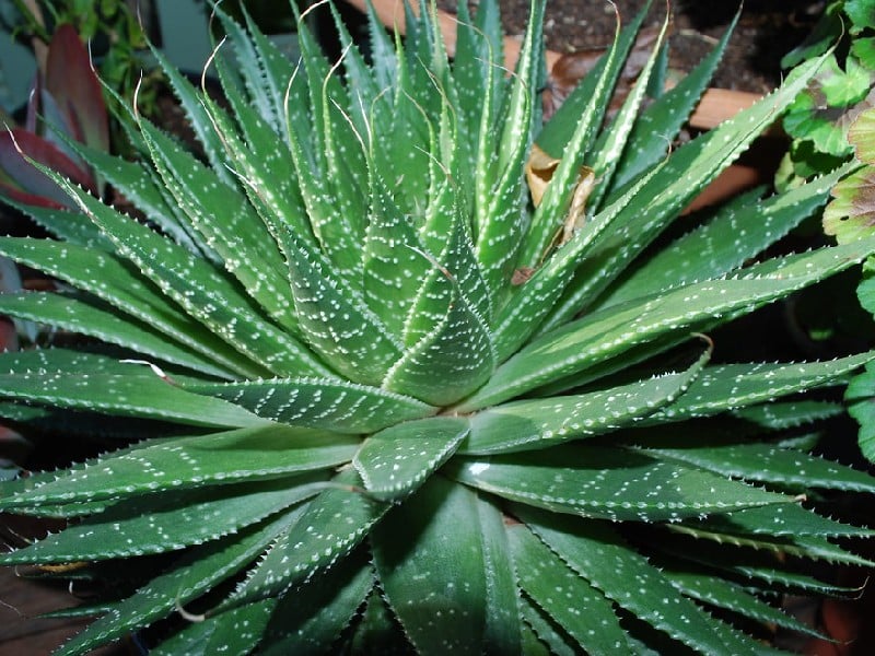Sukulent Aloe Aristata