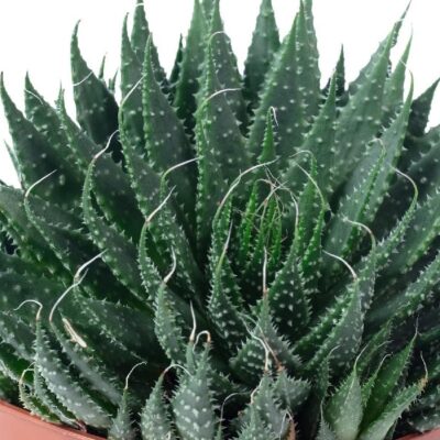 Sukulent Aloe Aristata