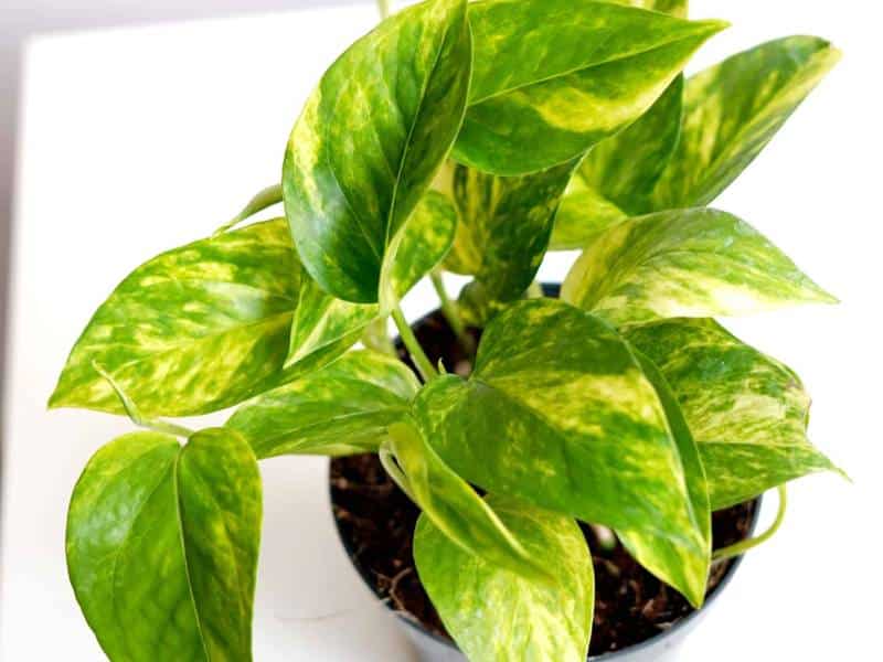Epipremnum Scindapsus Hicolor roślina do terrariów tropikalnych dla gadów