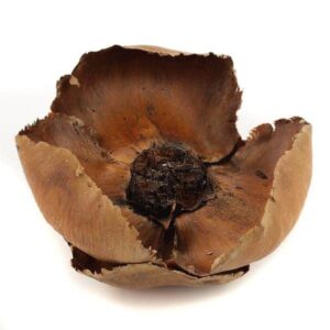 Palm cup suszony kwiat do terrarium