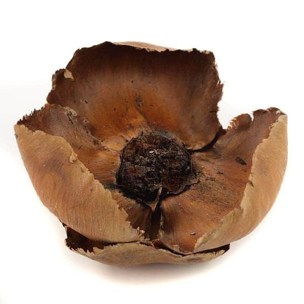 Palm cup suszony kwiat do terrarium
