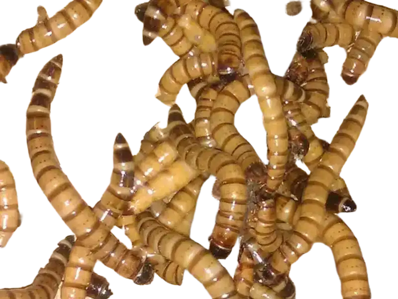 drewnojady poznań owady karkowe drewnojad larwy drewnojady