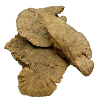 Suszona huba Spange 16-18cm do terrarium.jpg Suszona huba Spange 16-18cm do terrarium