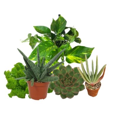 Rośliny W Terrarium