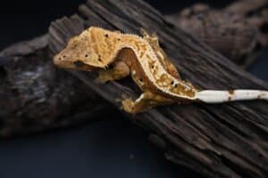 Gekon orzęsiony Correlophus cilliatus terrarium dla gekona orzęsionego
