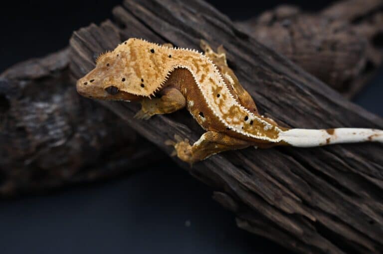 Gekon orzęsiony Correlophus cilliatus terrarium dla gekona orzęsionego