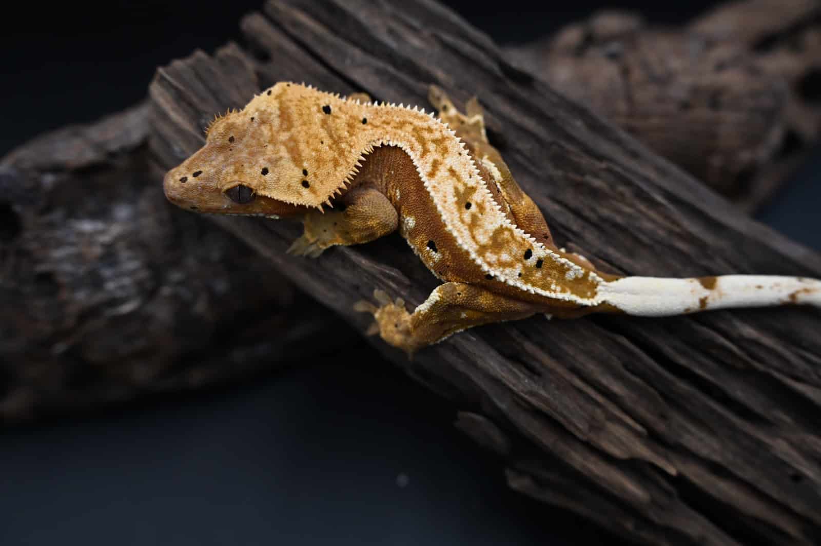 Gekon orzęsiony Correlophus cilliatus terrarium dla gekona orzęsionego