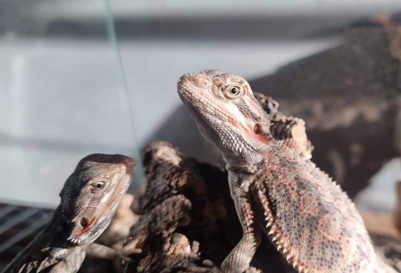 Agama Brodata (Pogona vitticeps) 2024