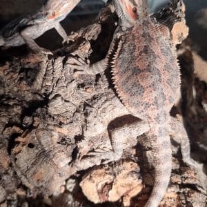jakie terrarium dla agamy brodatej