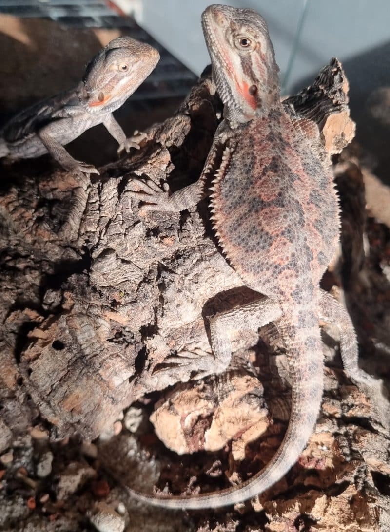 jakie terrarium dla agamy brodatej