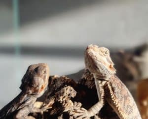 agama brodata poznań agama brodata cena hodowla agamy brodatej