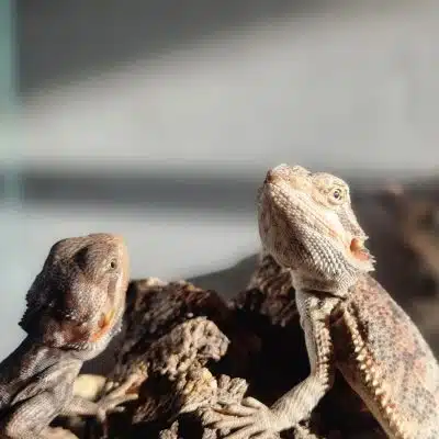 agama brodata poznań agama brodata cena hodowla agamy brodatej