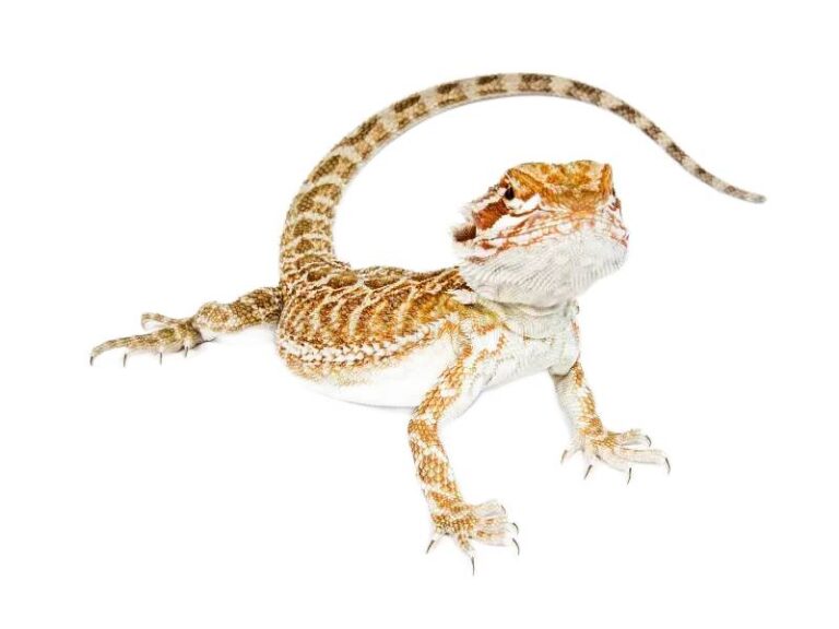 Agama Brodata Pogona barbata 2024 - Zmiennocieplne