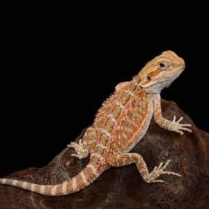 Agama Brodata (Pogona vitticeps) 2024