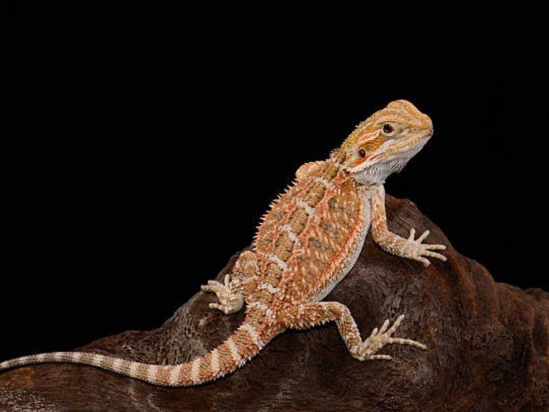 Agama Brodata (Pogona vitticeps) 2024