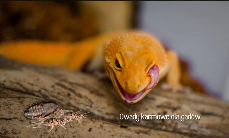 Żywe Owady karmowe Poznań