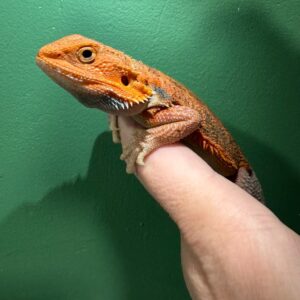 Pomarańczowa agama orange Pomarańczowa agama orange