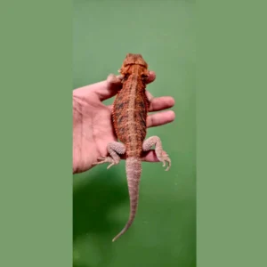 red hypo