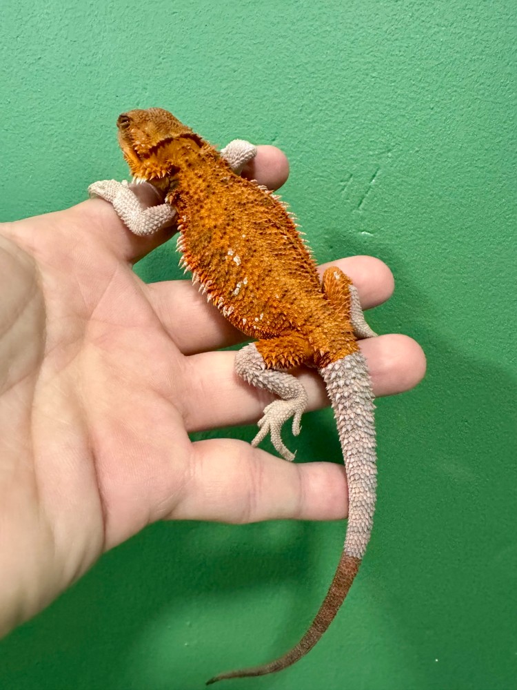 Agama brodata odmiana Red/orange Agama brodata odmiana Red/orange