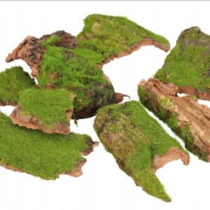 Kora z mchem małe płaty do terrarium 12sztuk