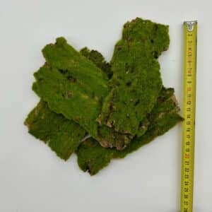 Kora z mchem małe płaty do terrarium 12sztuk