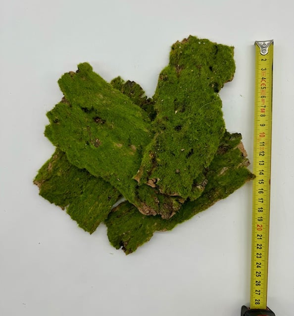 Kora z mchem małe płaty do terrarium 12sztuk