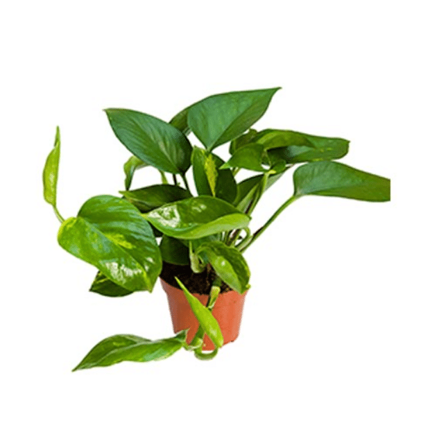 Epipremnum Scindapsus Aureus roślina do terrariów tropikalnych dla gadów