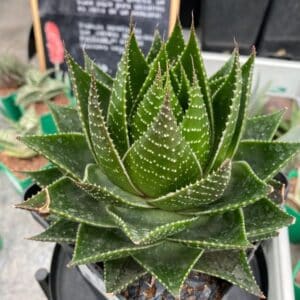 Sukulent Aloe Cosmo roślina do terrarium dla gadów pustynnych