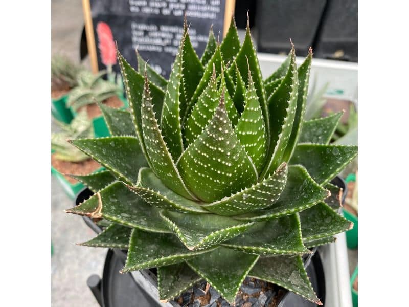 Sukulent Aloe Cosmo roślina do terrarium dla gadów pustynnych