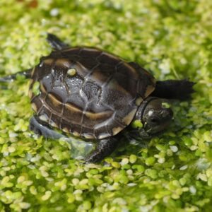 Wodno-lądowy żółw chiński Mauremys reevesii