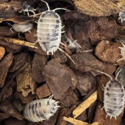 Isopody ekipa sprzątająca (Porcellio leavis)