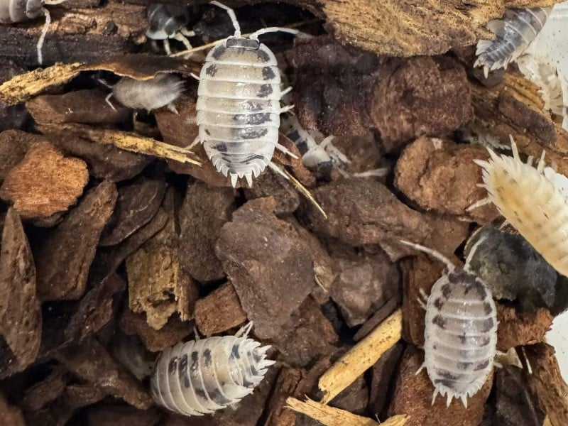 Isopody ekipa sprzątająca (Porcellio leavis)