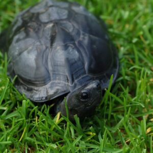 Wodno-lądowy żółw chiński Mauremys reevesii